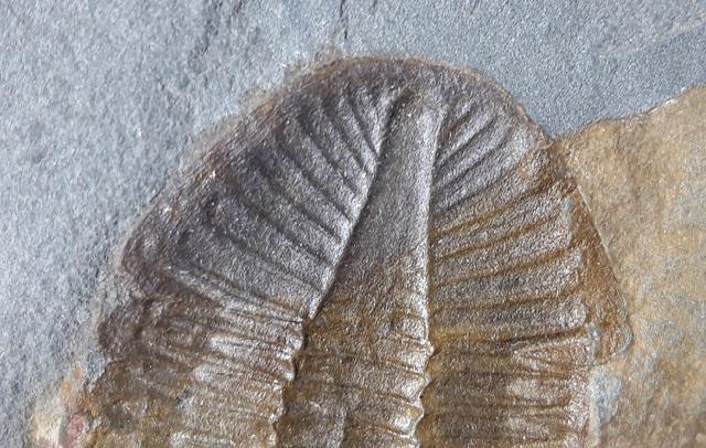 Ogyginus corndensis (MURCHISON 1839) - Bild © FossNet FossilienStore